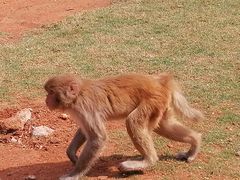 -海南热带野生动植物园
