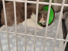 -瑞派康怡24h宠物医院·犬猫医疗中心·微创绝育(瑞景分院)