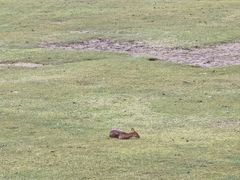 -北京麋鹿生态实验中心