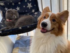 -我爱猫咪·猫咖·狗咖·安哥拉兔·羊驼咖(小寨华旗店)