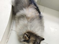 -汪说·狗咖·拼豆·宠物周边DIY(旺城大厦店)