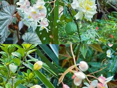 -华南国家植物园-售票处