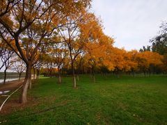 -大兴滨河森林公园