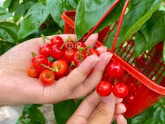 -樱桃山旅游景区