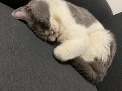 -猫大福·Fortune Cat猫舍(百子湾店)