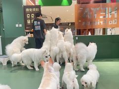 -和它·交个朋友·狗咖猫咖(爱琴海店)