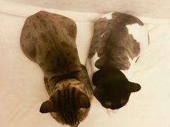 -PETKIT 小佩宠物·低压洗护·美容·寄养(安远店)