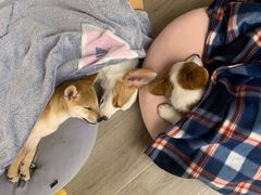 -浣熊柯尔鸭土拨鼠·电玩咖