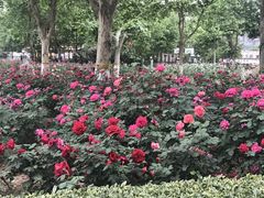 -裕华世纪公园