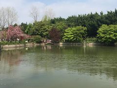 -嘉定紫藤园