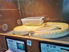 -上海大自然野生昆虫馆(东方明珠·爬宠昆虫探索中心)