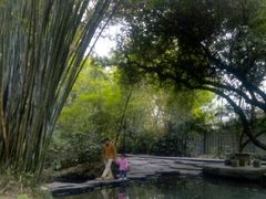 -大屏嶂森林公园