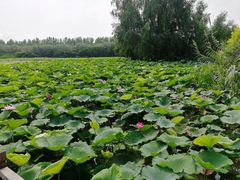 -大湾区中央湿地公园