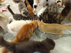 -楼上猫咖(罗湖店)