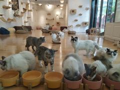-momokira米努特·德文卷毛猫·棉花面纱犬