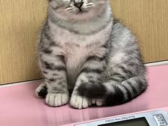 -宠颐生猫科·内科皮肤科(西平世纪城店)