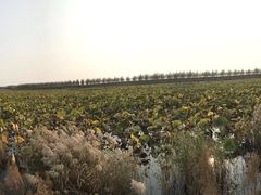 -呼兰河口湿地公园