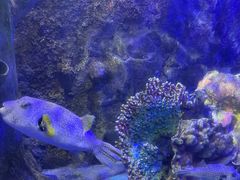 -太平洋海底世界