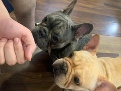 -柯斗斗主题餐厅·狗咖·围炉煮茶·茶饮(国瑞升平里店)