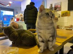 -平行世界·猫咖(首经贸店)