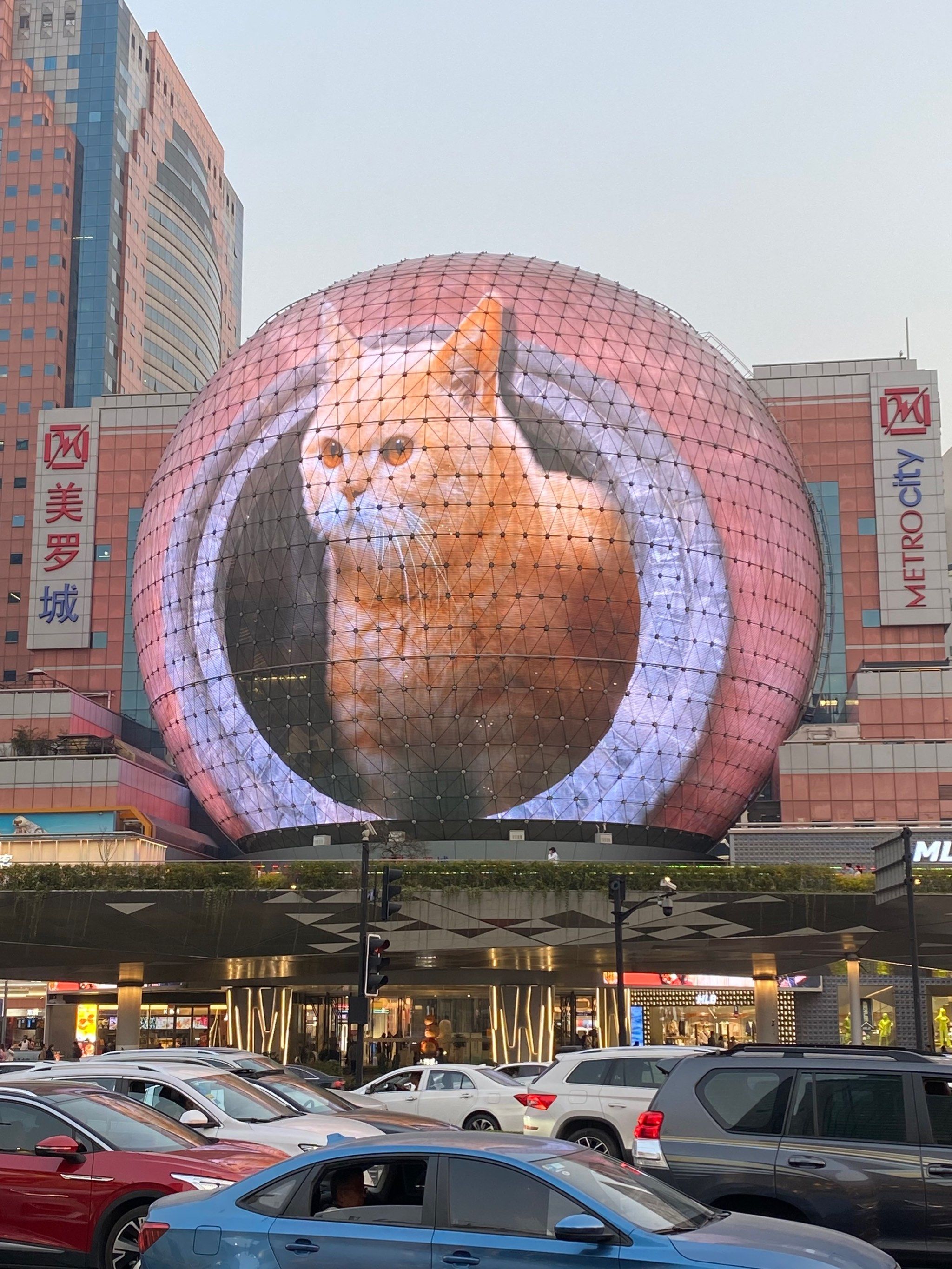 上海太会了!美罗城惊现最大的橘猫,好可爱