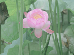 -桂湖森林公园