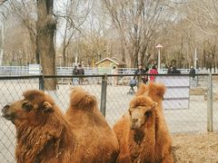 -长白岛森林公园