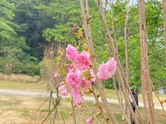 -火炉山森林公园