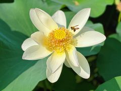 -莲花池公园