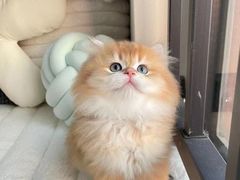-欣宠猫屋·矮脚拿破仑·蓝金金渐层