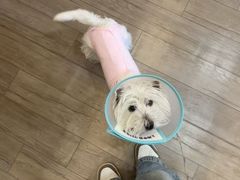 -申普宠物医院·心脏介入·心血管微创(总院)