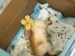 -雨林宠物医院 非犬猫异宠专科