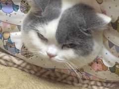 -关爱宠物医院·猫科中心·消化科(滨湖万达分院)