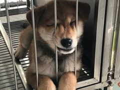 -柴犬高等学院·狗咖·柴犬售卖·宠物训练