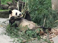 -都江堰中华大熊猫苑