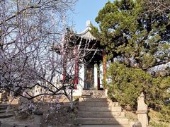 -桃花堤公园