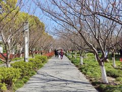 -高东镇樱花园