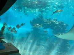 -海棠湾洲际-涛·海底餐厅·美人鱼·自助餐·海底隧道