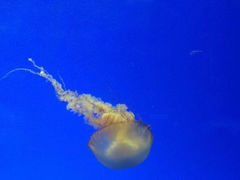 -上海海洋水族馆