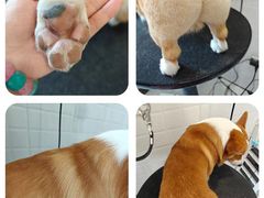 -熊小胖宠物生活馆(天华园店)