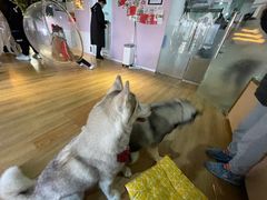 -Husky Go! 哈士奇体验馆·宠物咖啡厅狗咖