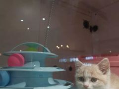 -糯米喵星人总部直营旗舰店·猫舍·幼猫出售