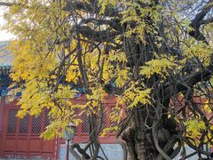 -北京国子监胡同
