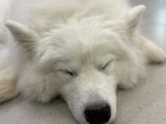 -安格丽娜·狗咖·猫咖羊驼咖(春熙路百盛商场店)