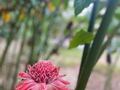 -中国科学院西双版纳热带植物园