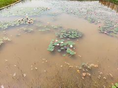 -九龙湖公园