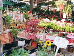 -曲阳花鸟市场(曲阳路店)