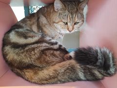 -喵屿·大理花园猫咖