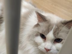 -1013 PET SHOP精品宠物商店(丁香店)