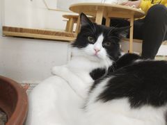 -李小姐の猫咖啡馆(五角场店)